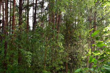 Rain in the forest in the summer season