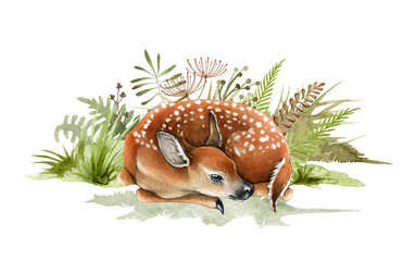 Forest deer cub in the grass. Beautiful fawn hand drawn watercolor image. Sleeping bambi illustration. Wild young deer animal with white back spots in the wild herbs. Cute fawn on white background - obrazy, fototapety, plakaty