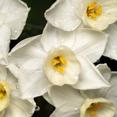 Fototapeta na wymiar Daffodils 