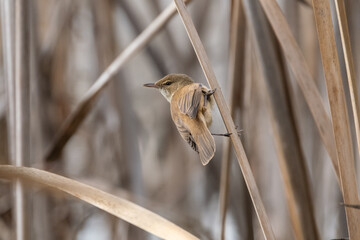 Reed Warbler