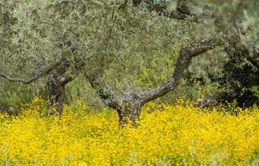 Olive tree, old olive orchard, mediterranean, Andalusia, Spain.