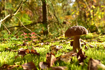 Porcini Cep White Mushroom King (Boletus Pinophilus) Mycelium grow in moss in a forest. Big bolete mushrooms in wildlife in of sunbeams.