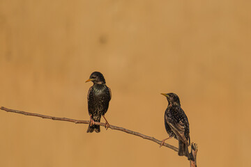 Graur - Common starling - Sturnus vulgaris