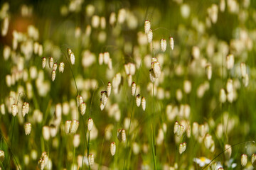 Briza maxima, quaking grass, Spain.
