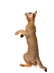 Playful  abyssinian young cat stands on it hind legs and looks up. Isolated on white background