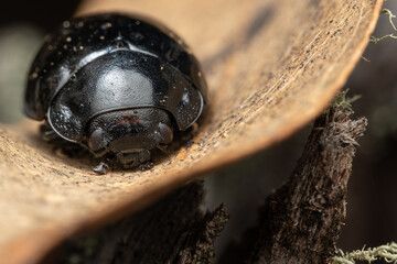 Leaf beetle