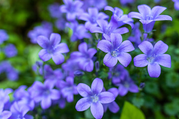 Fototapeta na wymiar Deep purple flowers of Campanula portenschlagiana, the wall bellflower, during springtime