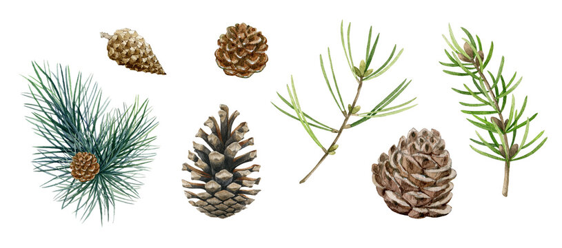 Pine branch, cone set. Watercolor illustration. Hand drawn evergreen pine tree elements. Spruce branches, cone and needle fir tree collection. Traditional festive decor objects on white background