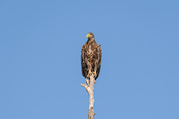 White-tailed eagle - Codalb - Haliaeetus albicilla