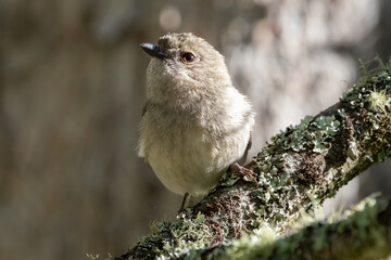 Thornbill bird