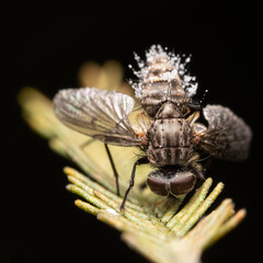 Fly with fungus. Ophiocordyceps unilateralis