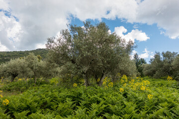 Abandoned Olive orchard in spring. at Ojen, Malaga province, Andalusia, Spain.