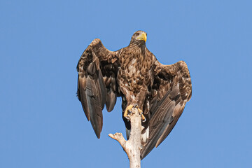 White-tailed eagle - Codalb - Haliaeetus albicilla