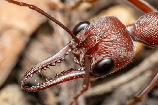 Bull Ant. Myrmecia