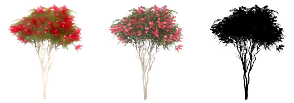 Set or collection of Crape Myrtle trees, painted, natural and as a black silhouette on white background. Concept or conceptual 3d illustration for nature, ecology and conservation, strength, endurance