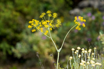 Thapsia villosa, villous deadly carrot plant, flowering in mountains of Andalucia, Spain.