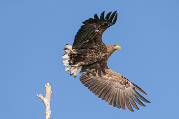 White-tailed eagle - Codalb - Haliaeetus albicilla