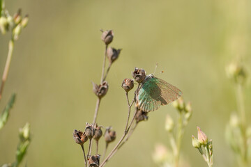 Green hairstreak, Callophrys rubi, butterfly, Andalusia, Spain