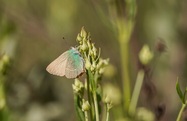 Green hairstreak, Callophrys rubi, butterfly, Andalusia, Spain
