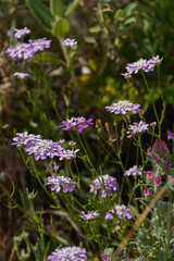 Fototapeta premium Iberis nazarita, Candytuft plant wildflower growing in the wild, Andalucia, Spain.