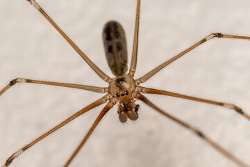 Daddy Long-legs spider. Pholcus phalangioides. - obrazy, fototapety, plakaty