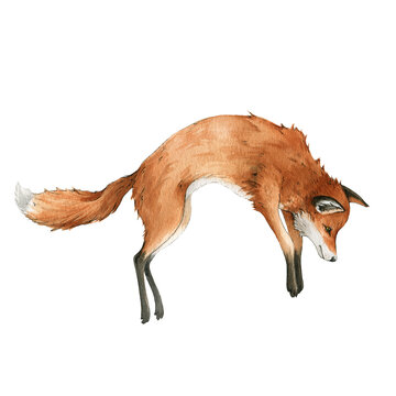 Red Fox Jump Animal. Watercolor Illustration. Wild Cute Hunting Fox. Wildlife Furry Animal With Red Fur And Black Paws. Isolated On White Background. Adorable Mammal Element