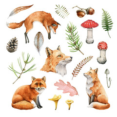 Red fox animal nature set. Watercolor illustration. Wild cute posing fox and forest herbs collection. Wildlife furry animal with red fur and black paws. On white background. Wildlife mammal element