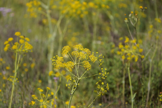 Thapsia villosa, villous deadly carrot plant, flowering in mountains of Andalucia, Spain.
