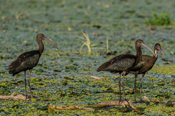 Glossy Ibis - Tiganus - Plegadis falcinellus