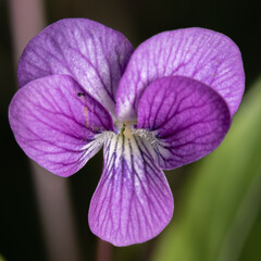 Purple flower