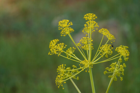 Thapsia villosa, villous deadly carrot plant, flowering in mountains of Andalucia, Spain.