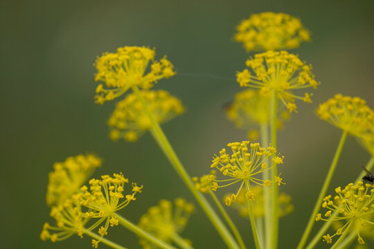 Thapsia villosa, villous deadly carrot plant, flowering in mountains of Andalucia, Spain.