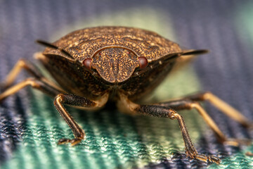 Shield bug.