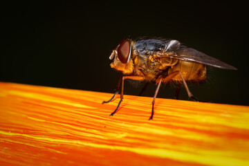 Blow fly. Calliphora stygia.