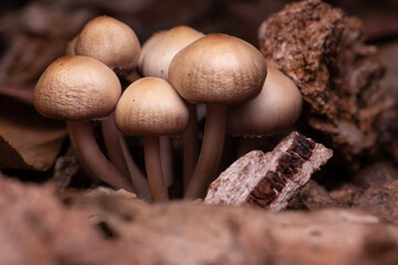 Mushroom cluster