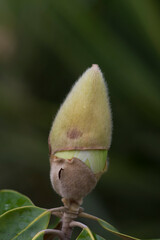 Flower bud before opening of Southern magnolia or bull bay, Magnolia grandiflora.