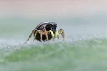 A tiny heliophanus spider 