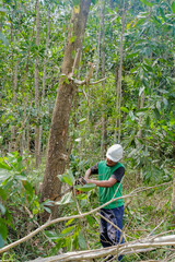 A man sawing a tree with a chainsaw, burning and removes forest plantations from old trees for prepares new orchard.
