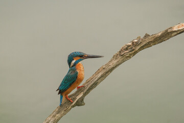 Pescaras albastru - Kingfisher - Alcedo atthis