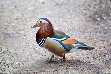 The Mandarin bird (lat. Aix galericulata) standing on the ground on a clear sunny day. Birds...