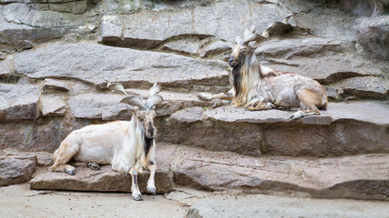 A pair of screw-horned goats (Lat. Markhor )with beautiful large horns lie on the rocks, resting, chewing grass. Wildlife fauna mammals.