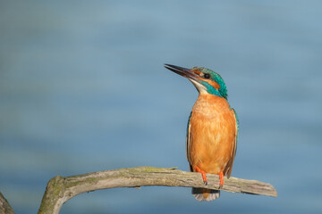 Pescaras albastru - Kingfisher - Alcedo atthis