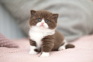 Süße Katzenbabys, Kitten, Britisch Kurzhaar imposant edel und selten.