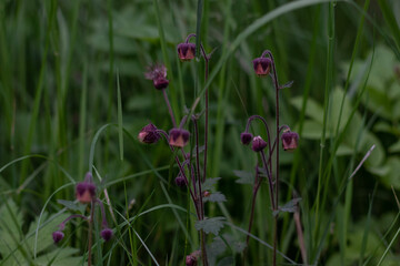 poppy flowers