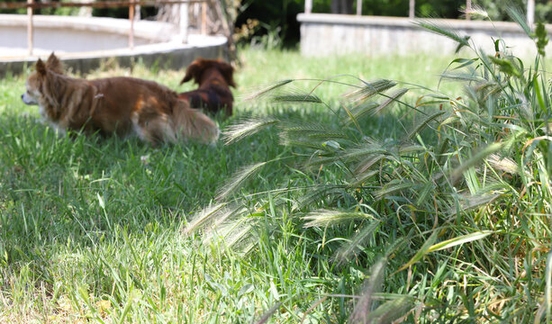 Dangerous Grass awns and dogs in nature.