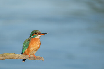 Pescaras albastru - Kingfisher - Alcedo atthis