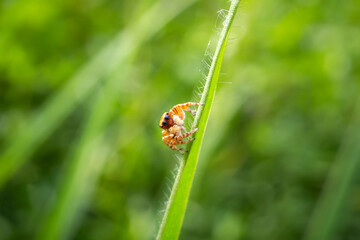 Macro closeup on Hyllus semicupreus Jumping Spider on blurred greenery background in garden with copy space using as background natural green plants landscape, ecology, fresh wallpaper.