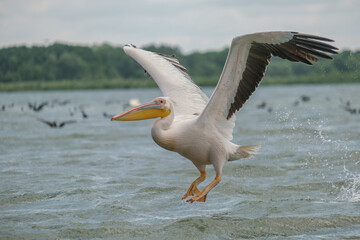 Fototapeta na wymiar Pelican comun - Great white pelican - Pelecanus onocrotalus