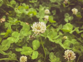 White clover flowers among the grass. Trifolium repens.