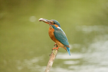 Pescaras albastru - Kingfisher - Alcedo atthis